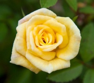 BIT O SUNSHINE (miniature)
